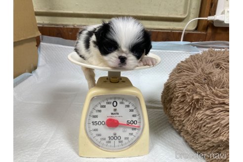 成約済の静岡県の狆 (チン)-349910の4枚目