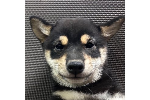 成約済の福岡県の豆柴-343638の1枚目