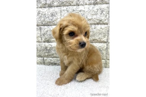 成約済の茨城県のミックス犬-349921の6枚目