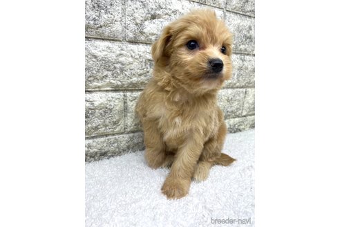 成約済の茨城県のミックス犬-349921の7枚目
