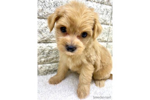 成約済の茨城県のミックス犬-349921の9枚目