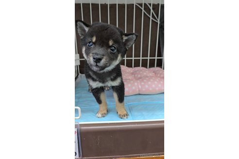 成約済の東京都の柴犬-347514の2枚目