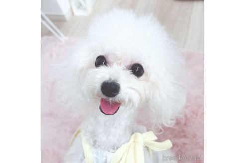ハクくん1枚目