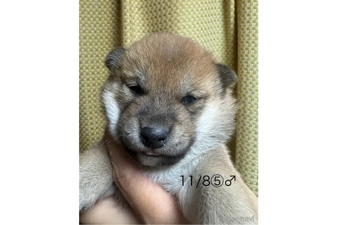 成約済の愛知県の柴犬-348629の12枚目