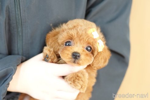成約済の埼玉県のトイプードル-349954の1枚目