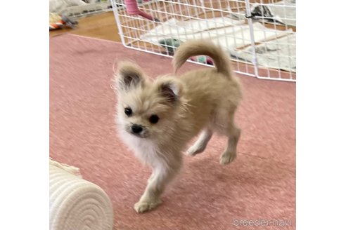 成約済の香川県のポメラニアン-349960の9枚目
