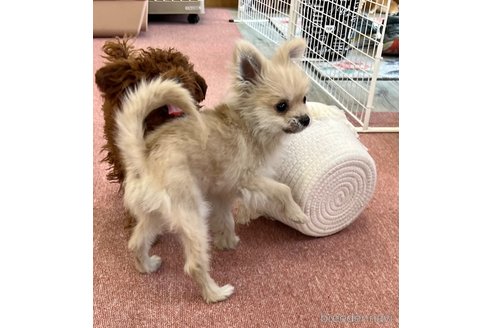 成約済の香川県のポメラニアン-349960の10枚目