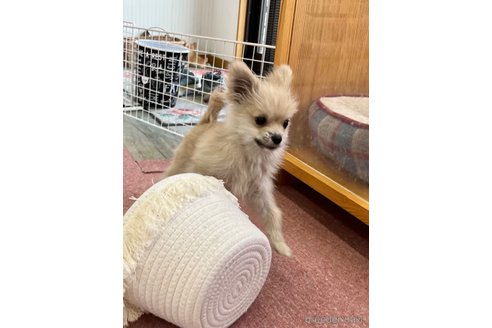 成約済の香川県のポメラニアン-349960の12枚目