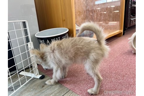 成約済の香川県のポメラニアン-349960の4枚目