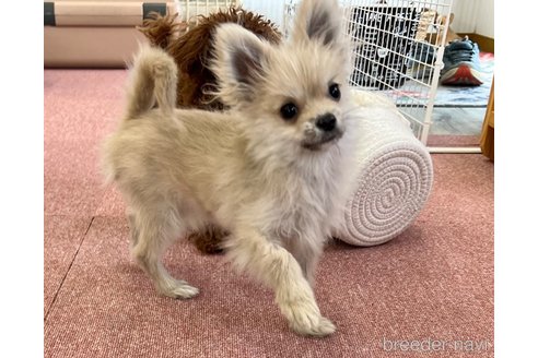 成約済の香川県のポメラニアン-349960の5枚目