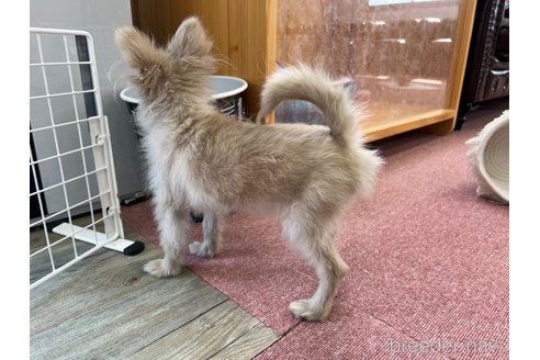 成約済の香川県のポメラニアン-349960の7枚目