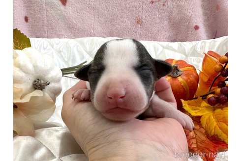 成約済の愛知県のウィペット-349972の44枚目