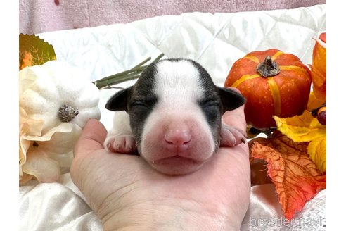 成約済の愛知県のウィペット-349972の41枚目