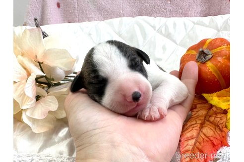 成約済の愛知県のウィペット-349964の27枚目