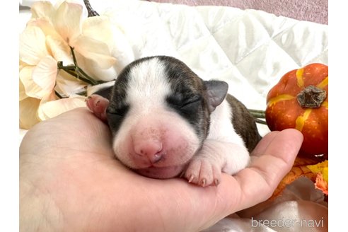 成約済の愛知県のウィペット-349981の38枚目