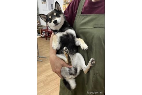 ひよこ豆ちゃん1枚目