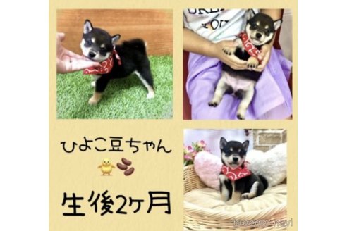 ひよこ豆ちゃん1枚目