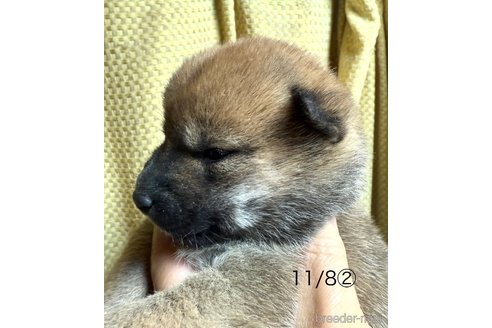 成約済の愛知県の柴犬-348618の15枚目