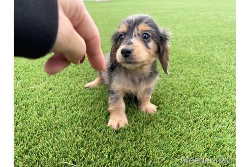 成約済の愛知県のミニチュアダックスフンド(ロングヘアード)-350002の2枚目