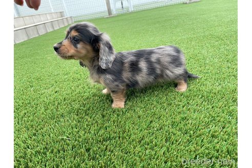 成約済の愛知県のミニチュアダックスフンド(ロングヘアード)-350002の4枚目