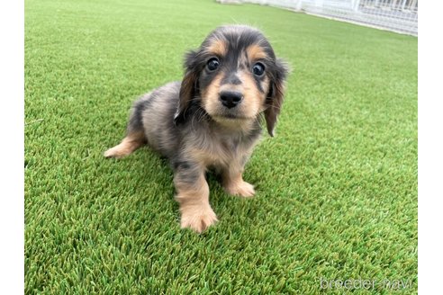 成約済の愛知県のミニチュアダックスフンド(ロングヘアード)-350002の1枚目