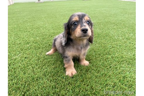 成約済の愛知県のミニチュアダックスフンド(ロングヘアード)-350002の3枚目