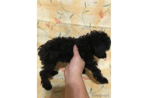 成約済の兵庫県のトイプードル-347652の8枚目
