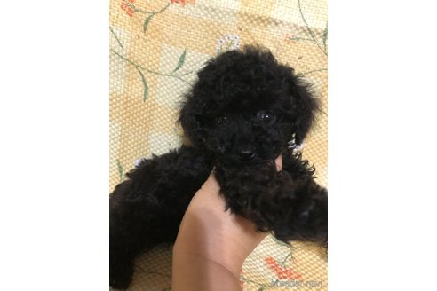 成約済の兵庫県のトイプードル-347652の9枚目