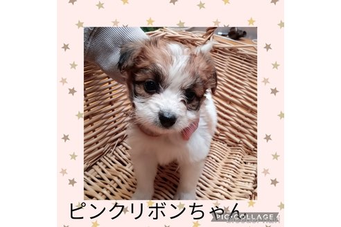 成約済の三重県のミックス犬-350007の3枚目