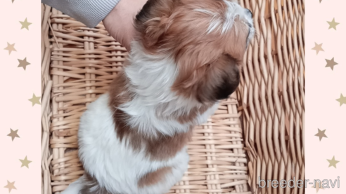 成約済の三重県のミックス犬-350007の2枚目