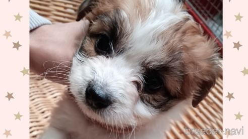 成約済の三重県のミックス犬-350007