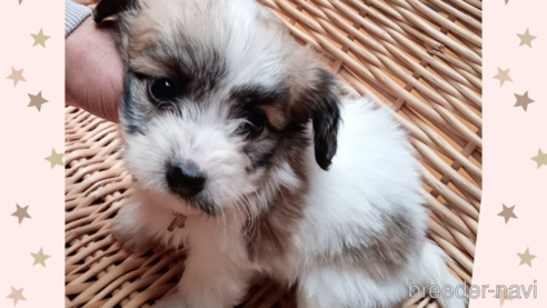 成約済の三重県のミックス犬-350010の1枚目