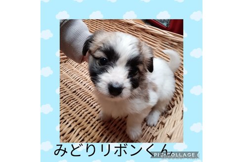 成約済の三重県のミックス犬-350012の4枚目