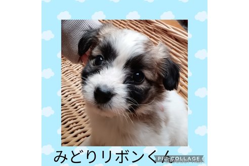 成約済の三重県のミックス犬-350012の3枚目