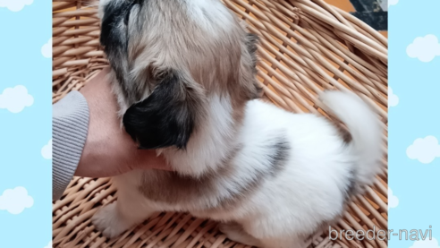 成約済の三重県のミックス犬-350012の2枚目