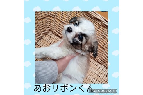 成約済の三重県のミックス犬-350016の4枚目