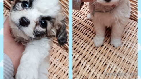 成約済の三重県のミックス犬-350016の3枚目