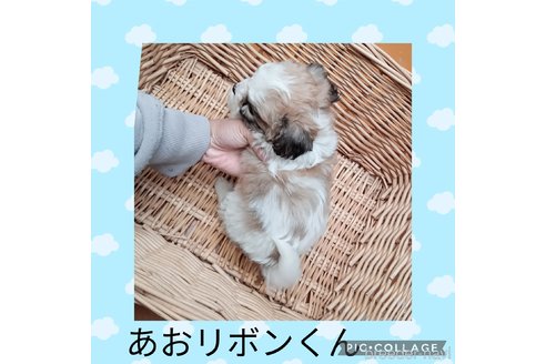 成約済の三重県のミックス犬-350016の2枚目