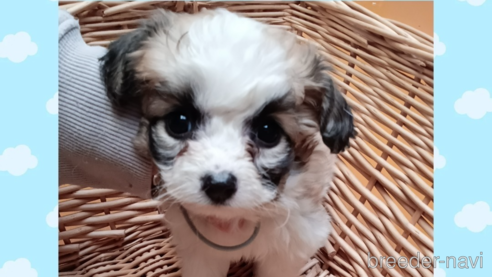 成約済の三重県のミックス犬-350016