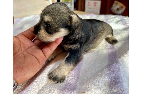 成約済の長野県のミニチュアシュナウザー-350015の2枚目