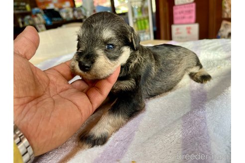 成約済の長野県のミニチュアシュナウザー-350015の5枚目