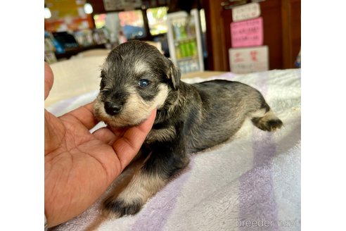 成約済の長野県のミニチュアシュナウザー-350015の3枚目