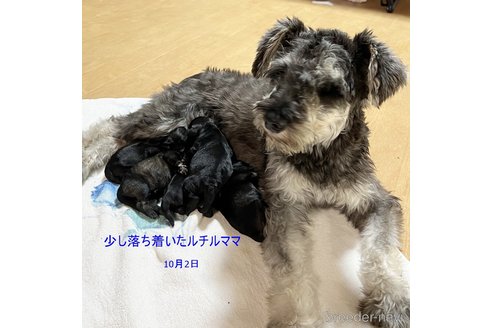 ルチルちゃん1枚目