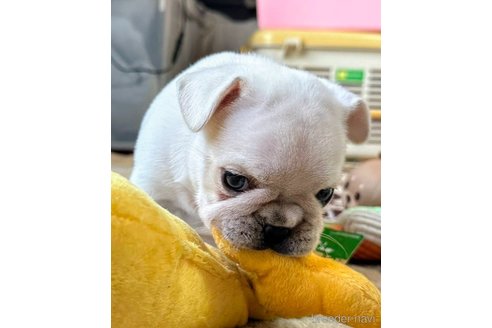 成約済の愛媛県のフレンチブルドッグ-348950の2枚目