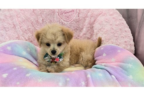 成約済の沖縄県のチワプー:チワワ×トイプードル-340544の4枚目