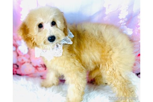 成約済の福岡県のミニチュアプードル-350038の4枚目