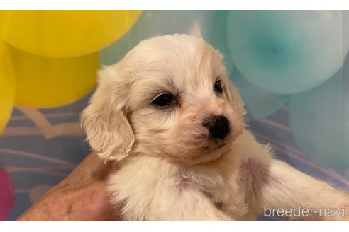 成約済の北海道のミックス犬-350039の6枚目