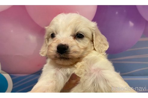 成約済の北海道のミックス犬-350039の5枚目