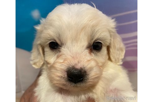 成約済の北海道のミックス犬-350039の2枚目