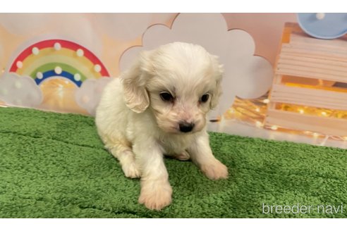 成約済の北海道のミックス犬-350039の3枚目